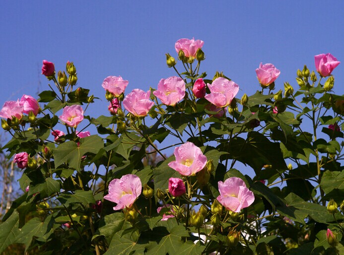 芙蓉映日是什么生肖