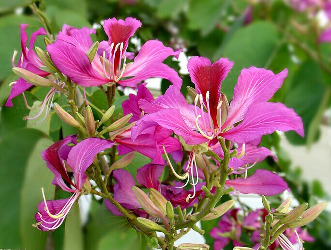 羊蹄甲的品种有哪些，花期在什么时候?_花卉介绍_花卉知识-中国鲜花礼品网