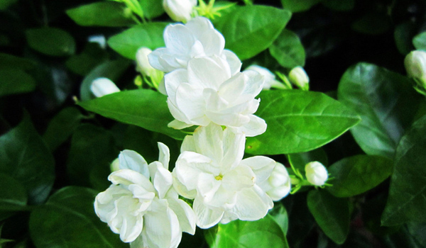 茉莉花怎麼養茉莉花樹怎麼養茉莉花開